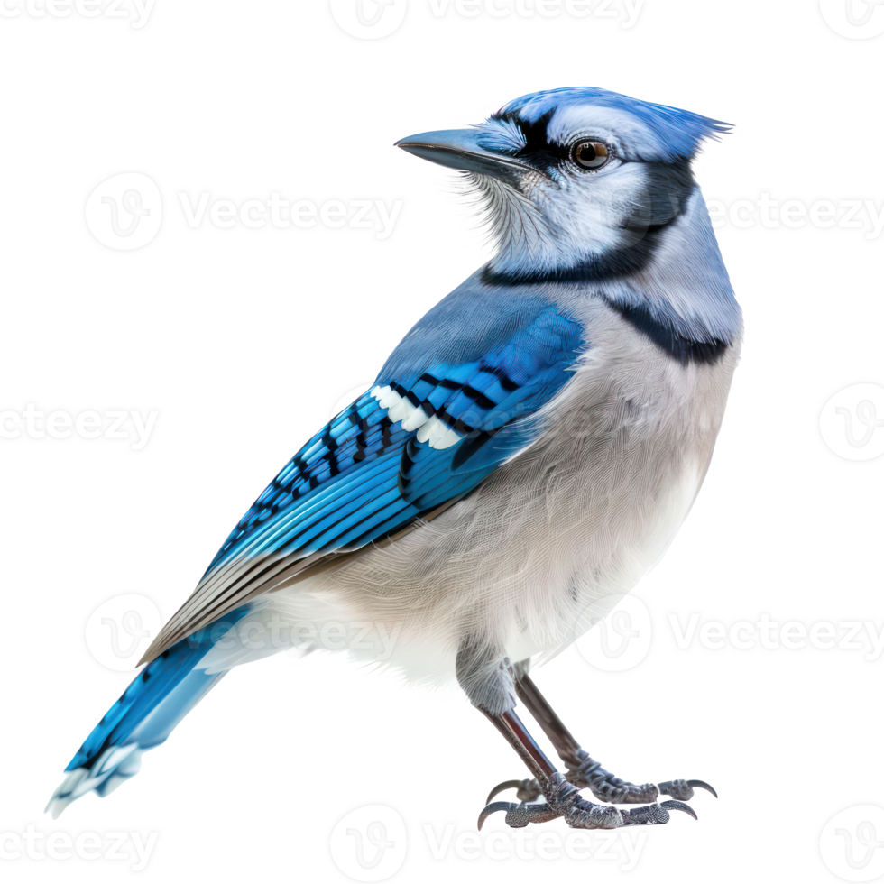 Blue jay bird front view full body isolate on transparency background png