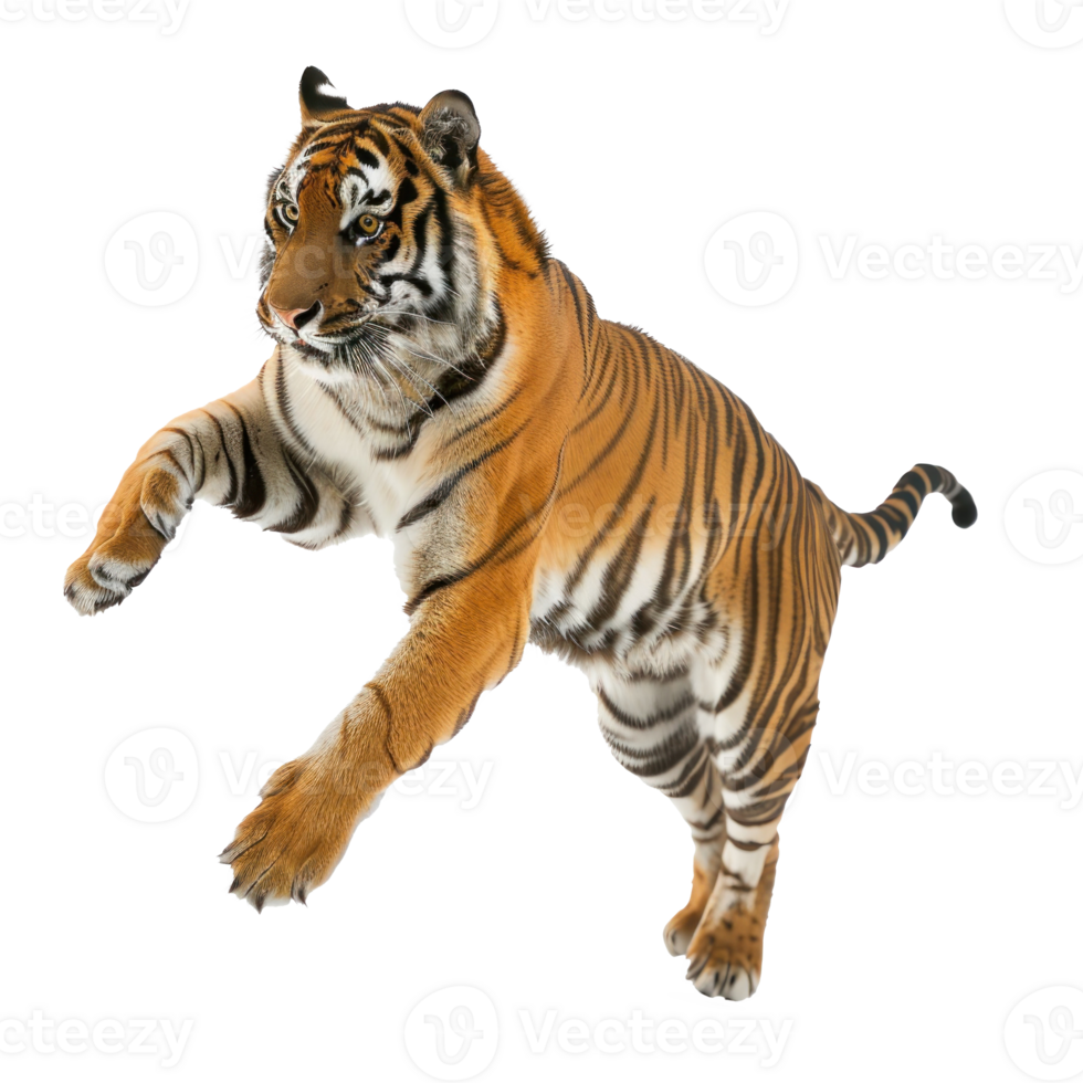 Royal tiger jump isolate on transparent background, png