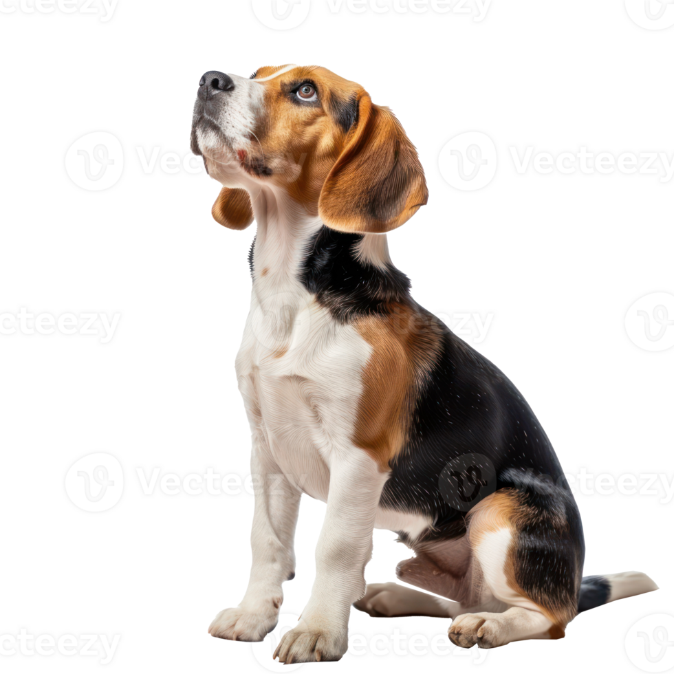 Beagles pet side view full body isolate on transparent background png