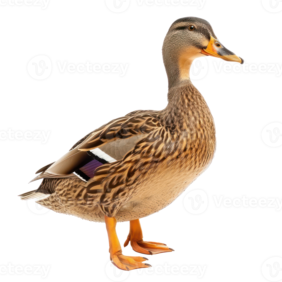 a duck standing on a transparent background png
