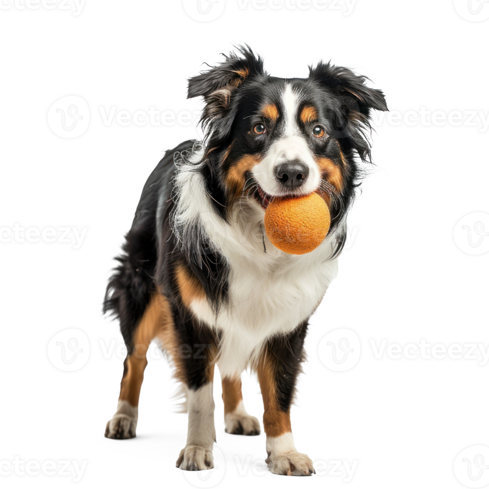 Dog holding a ball in the mouth, full body standing isolate on transparent background png