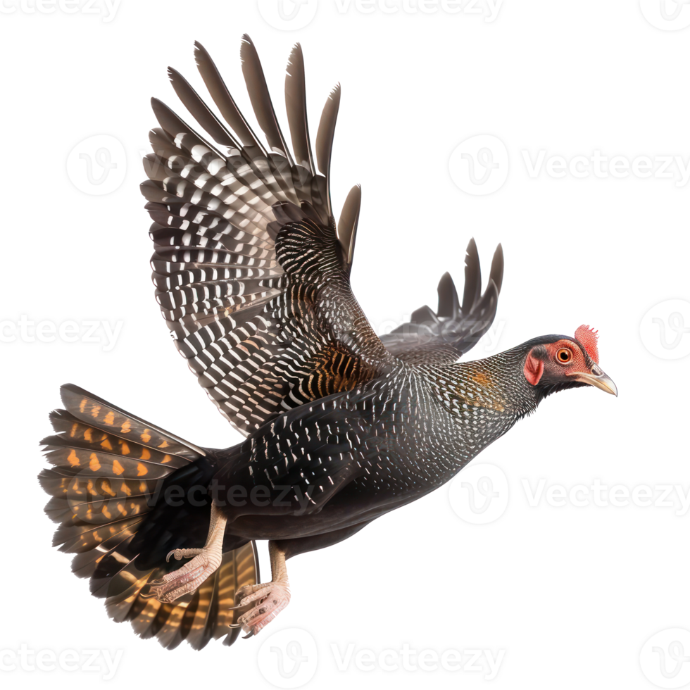 Guinea fowl bird fly full body isolate on transparent background, png