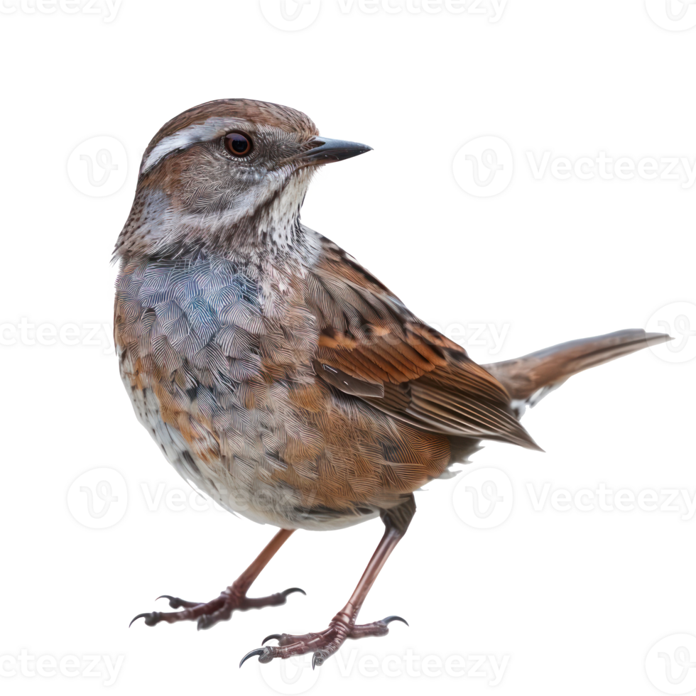 a small brown bird standing on a transparent background png