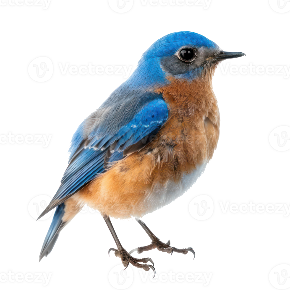 Bluebird front view full body isolate on white background png