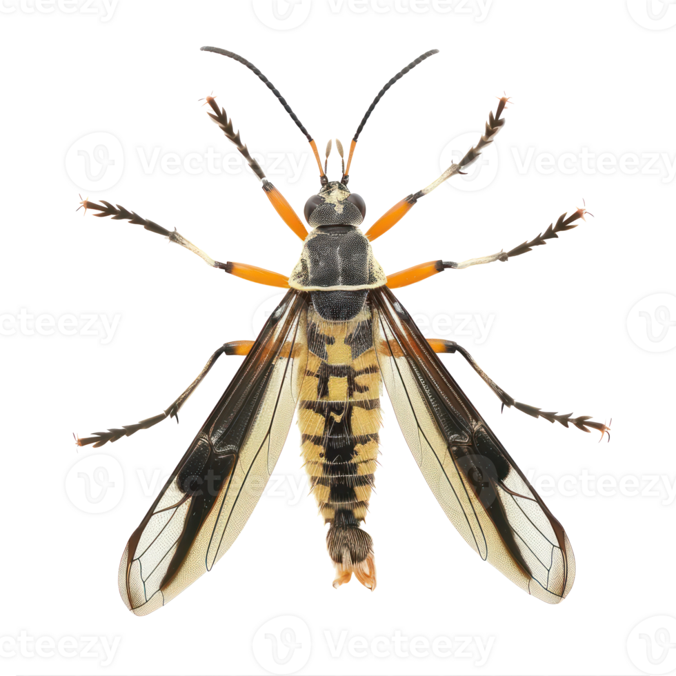 Strepsiptera front view full body isolate on white background png