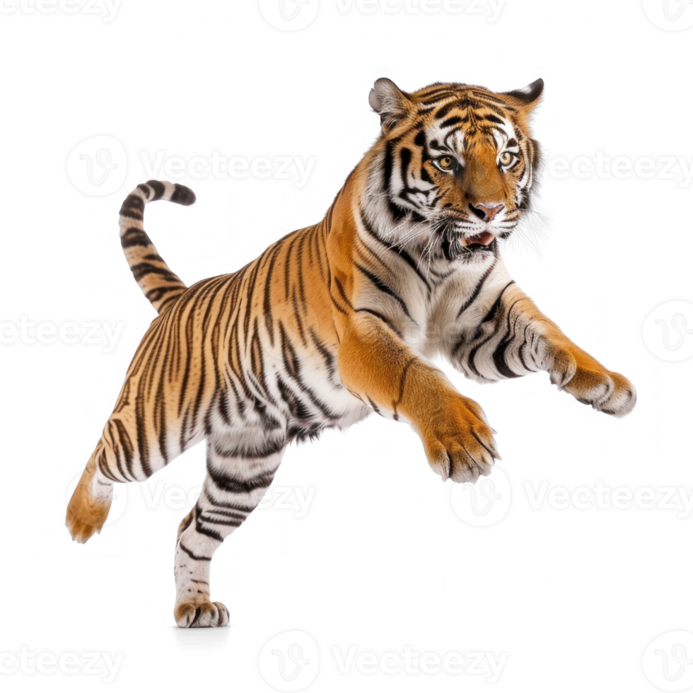 Royal tiger jump attack isolate on transparent background png