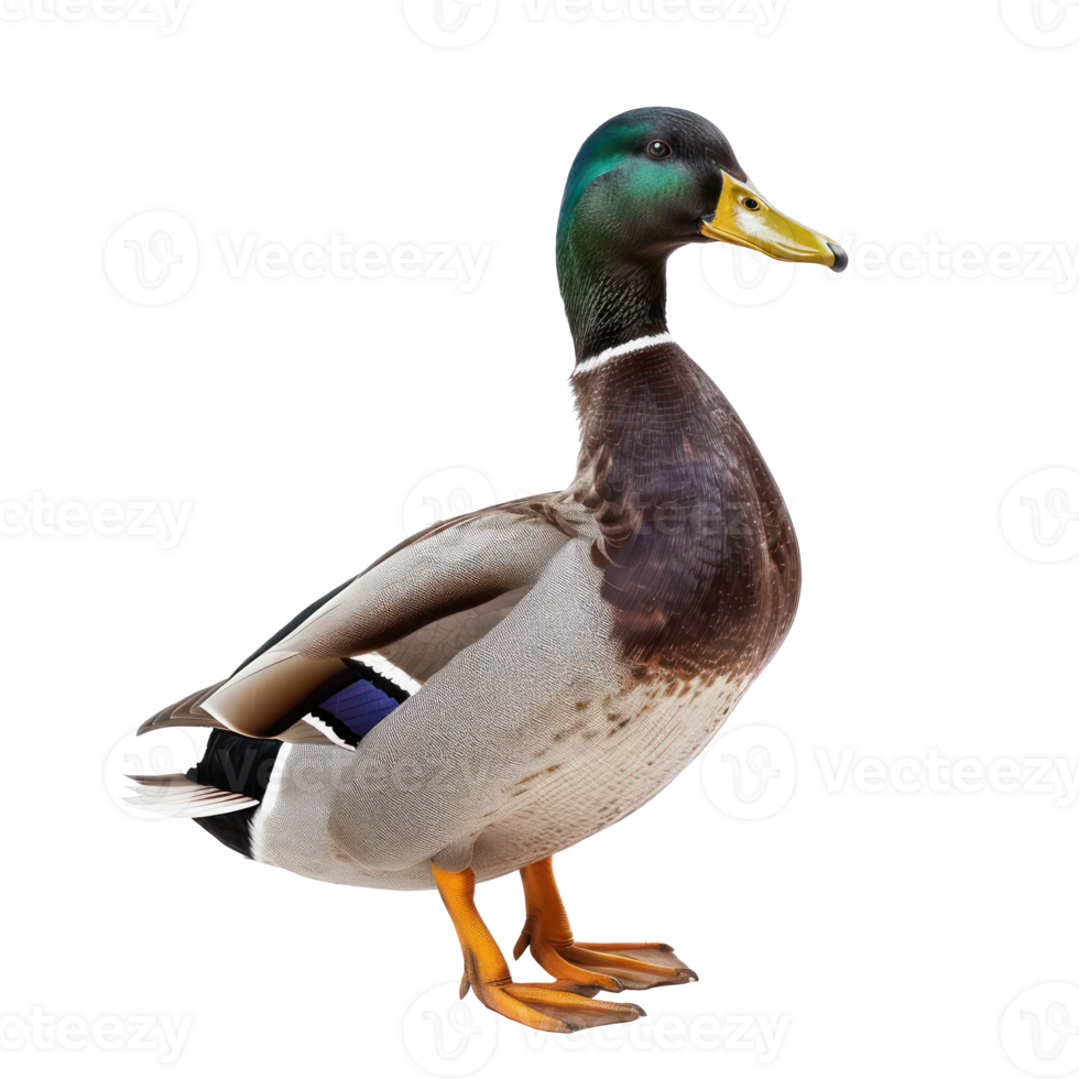 a duck standing on a transparent background png