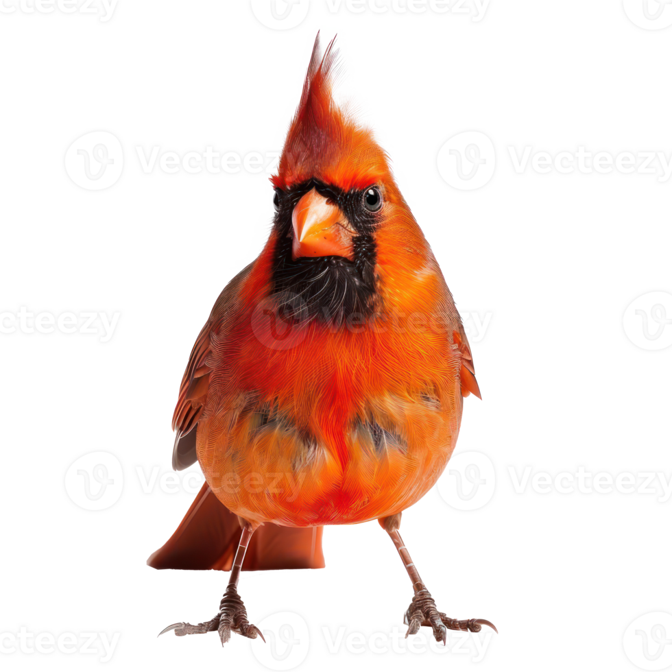 a red bird with a black beak standing on a white background png