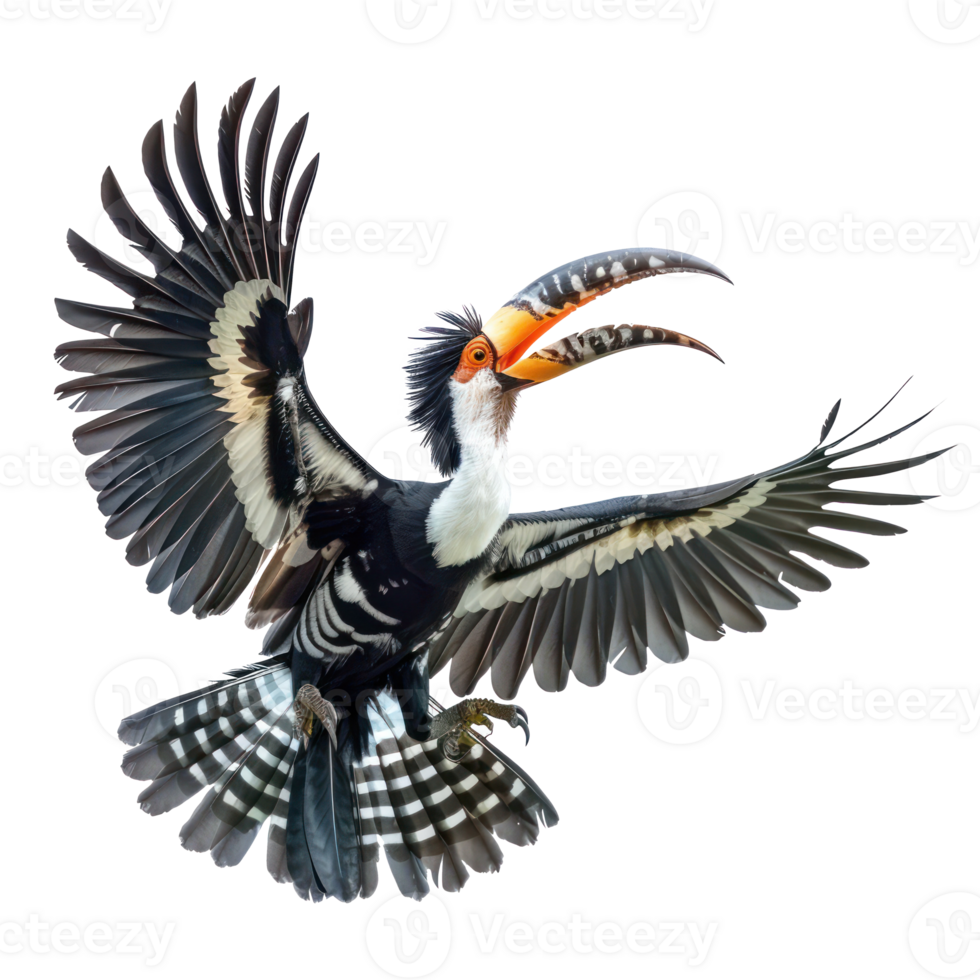 Hornbill fly full body isolate on transparent background, png
