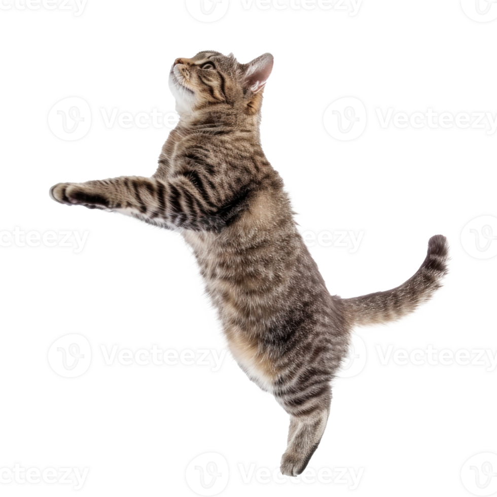 cat jump full body isolate on transparent background png