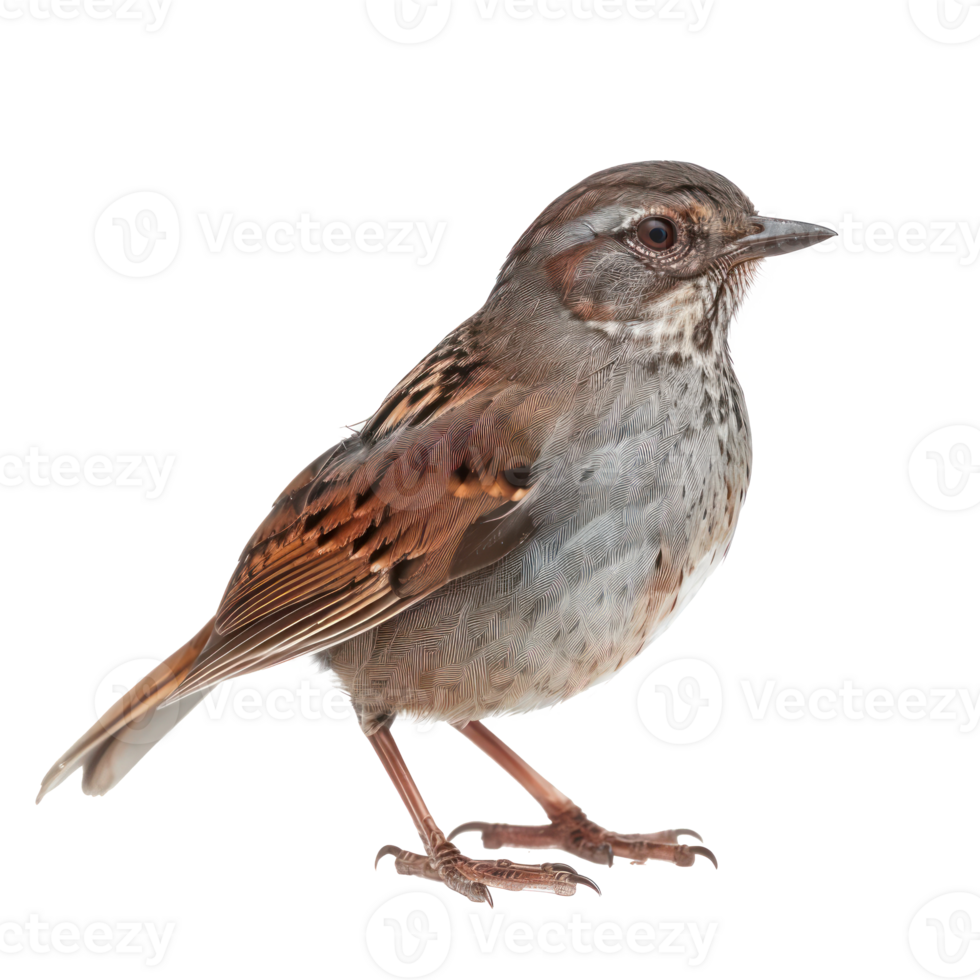 a small bird is standing on a transparent background png