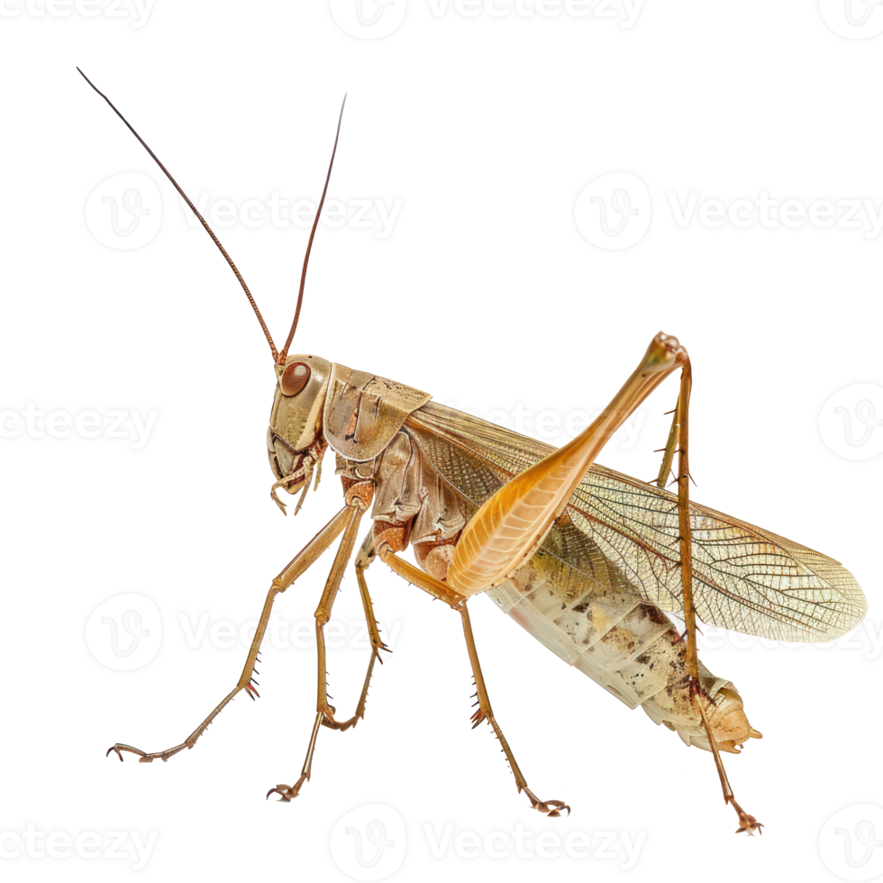 Megaloptera side view full body isolate on transparent background png