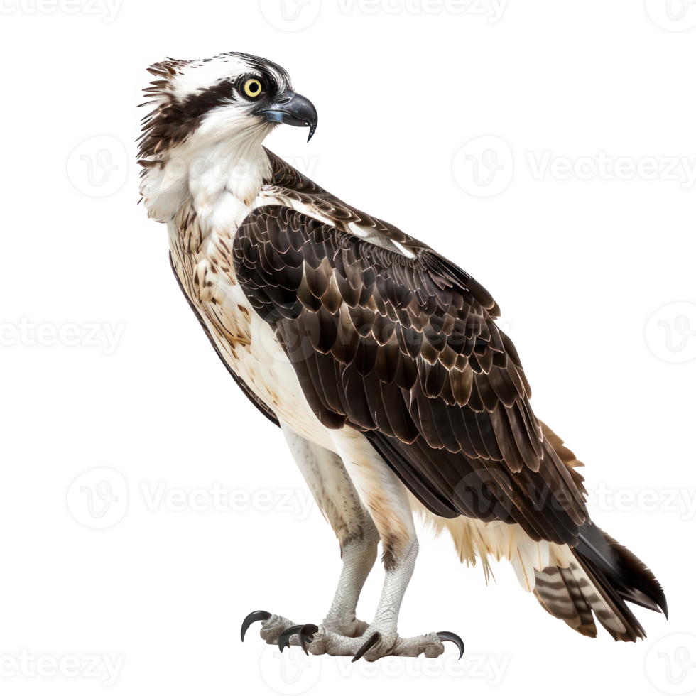Ospreys bird side view full body isolate on white background, png