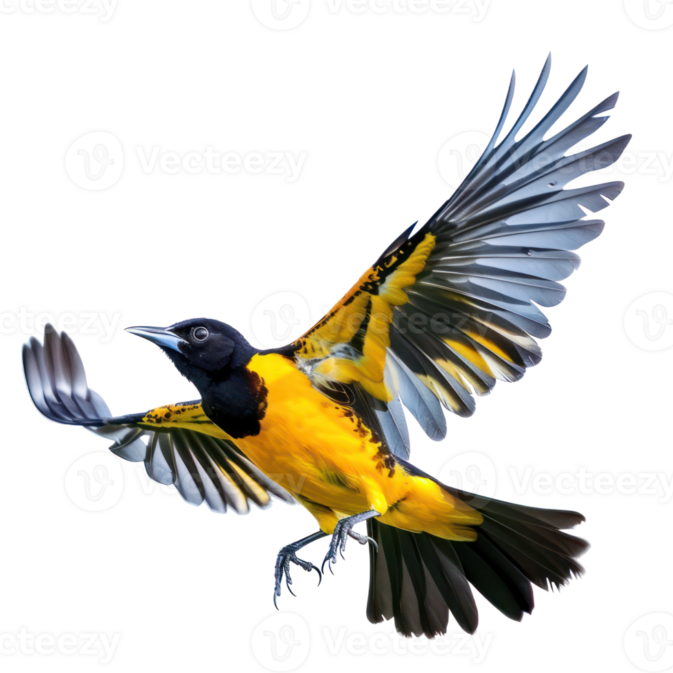 Oriole bird fly full body isolate on transparent background png