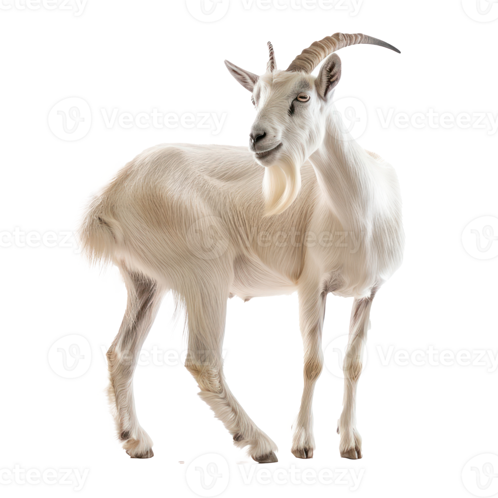 a goat standing on a transparent background png