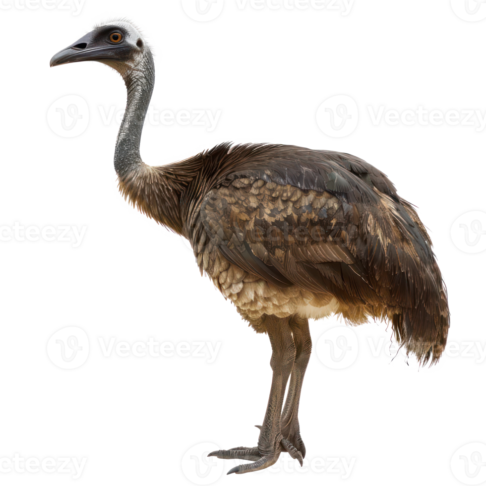 Moa bird side view full body isolate on white background png