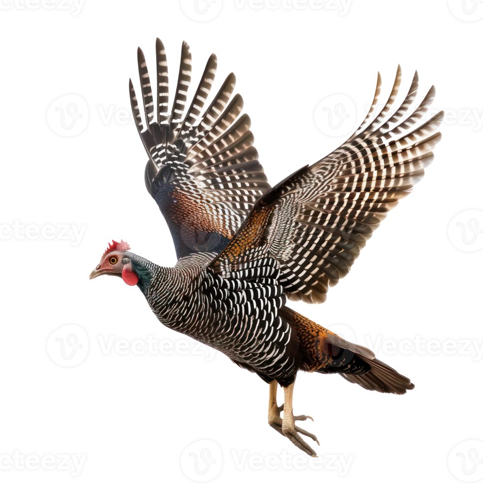 Guinea fowl bird fly full body isolate on transparent background, png