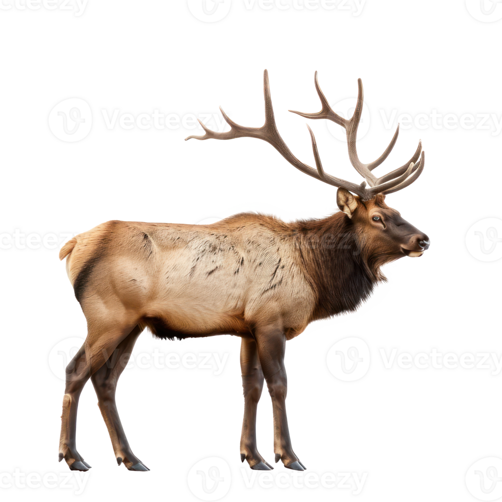 elk standing on a transparent background png