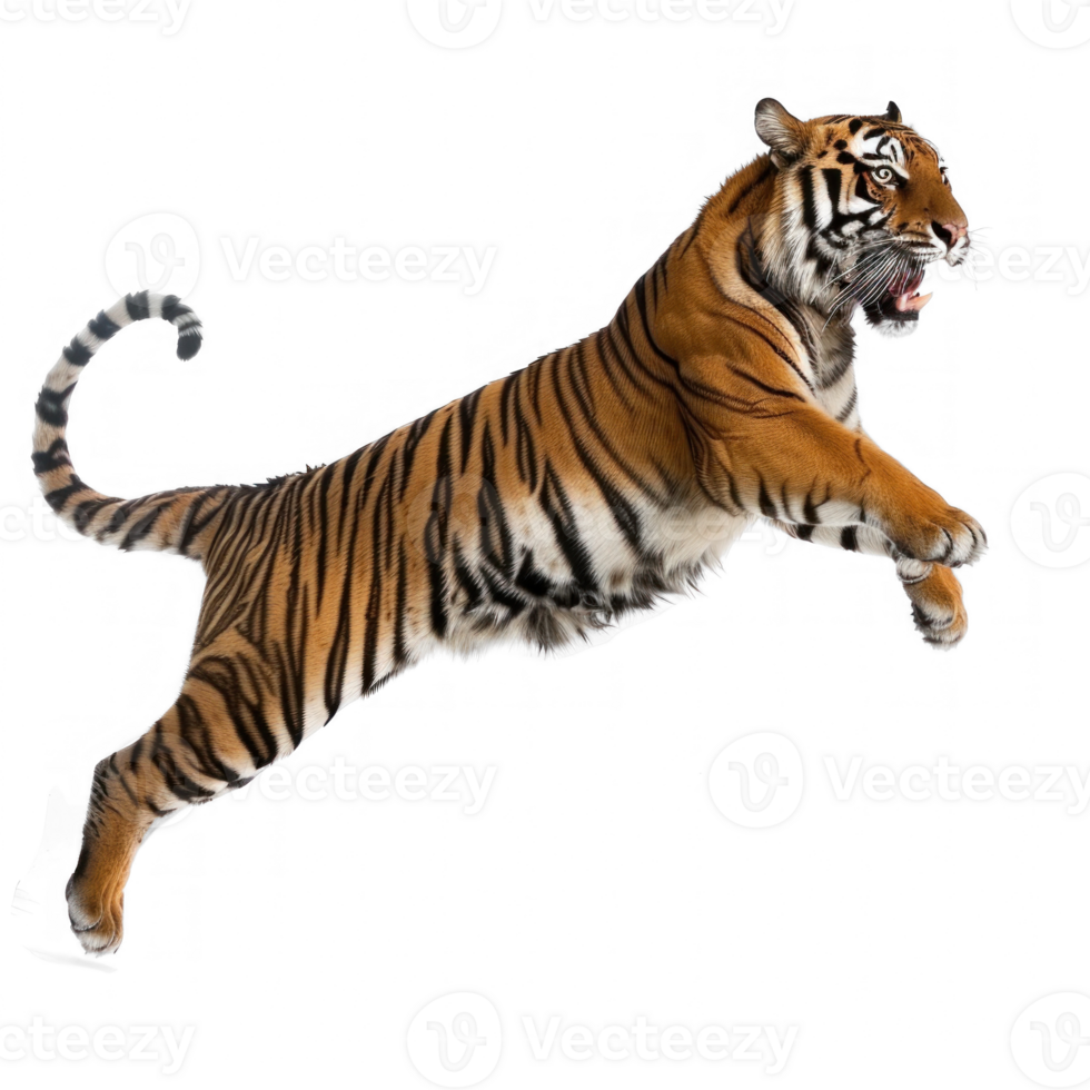 Royal tiger jump isolate on transparent background, png