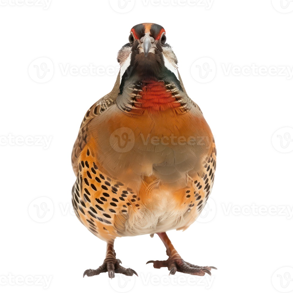 Partridge bird front view full body isolate on transparent background png