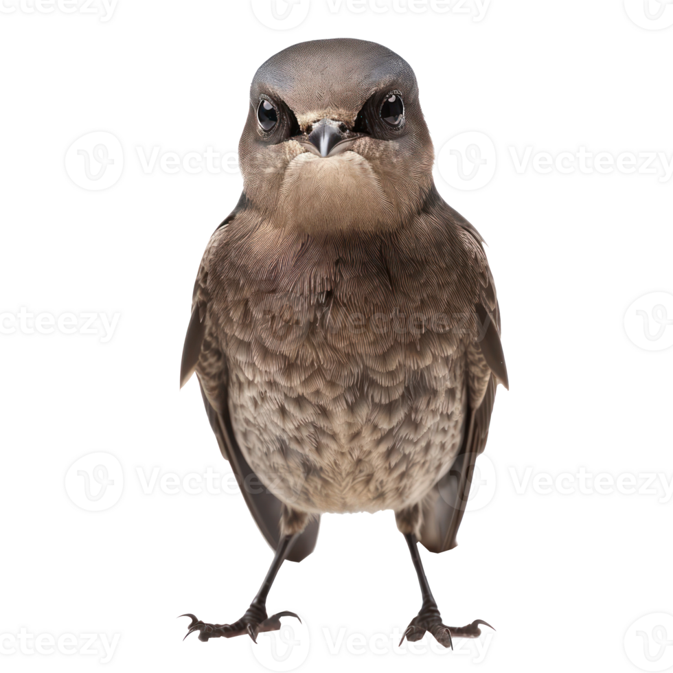 Common swift bird front view full body isolate on transparent background png