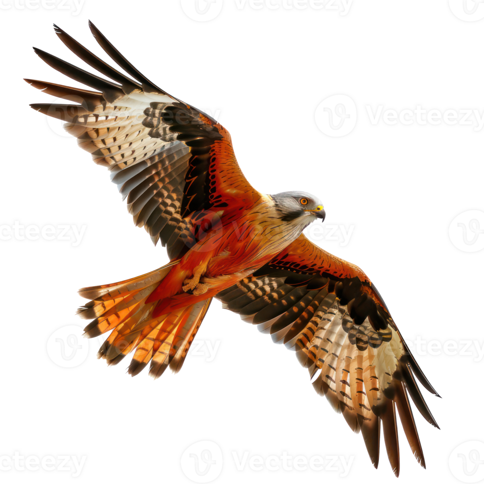 Kite bird fly full body isolate on transparent background png