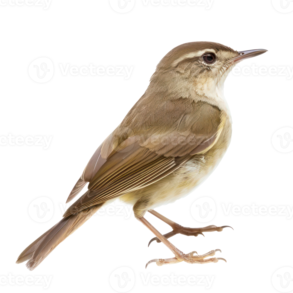 Bush warbler bird front view full body isolate on transparent background, png