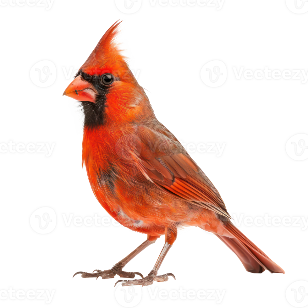 a red cardinal bird on a transparent background png