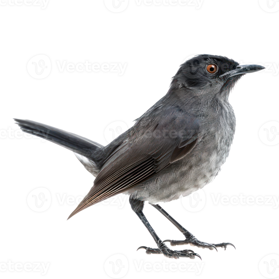 Catbird fly full body isolate on transparent background png