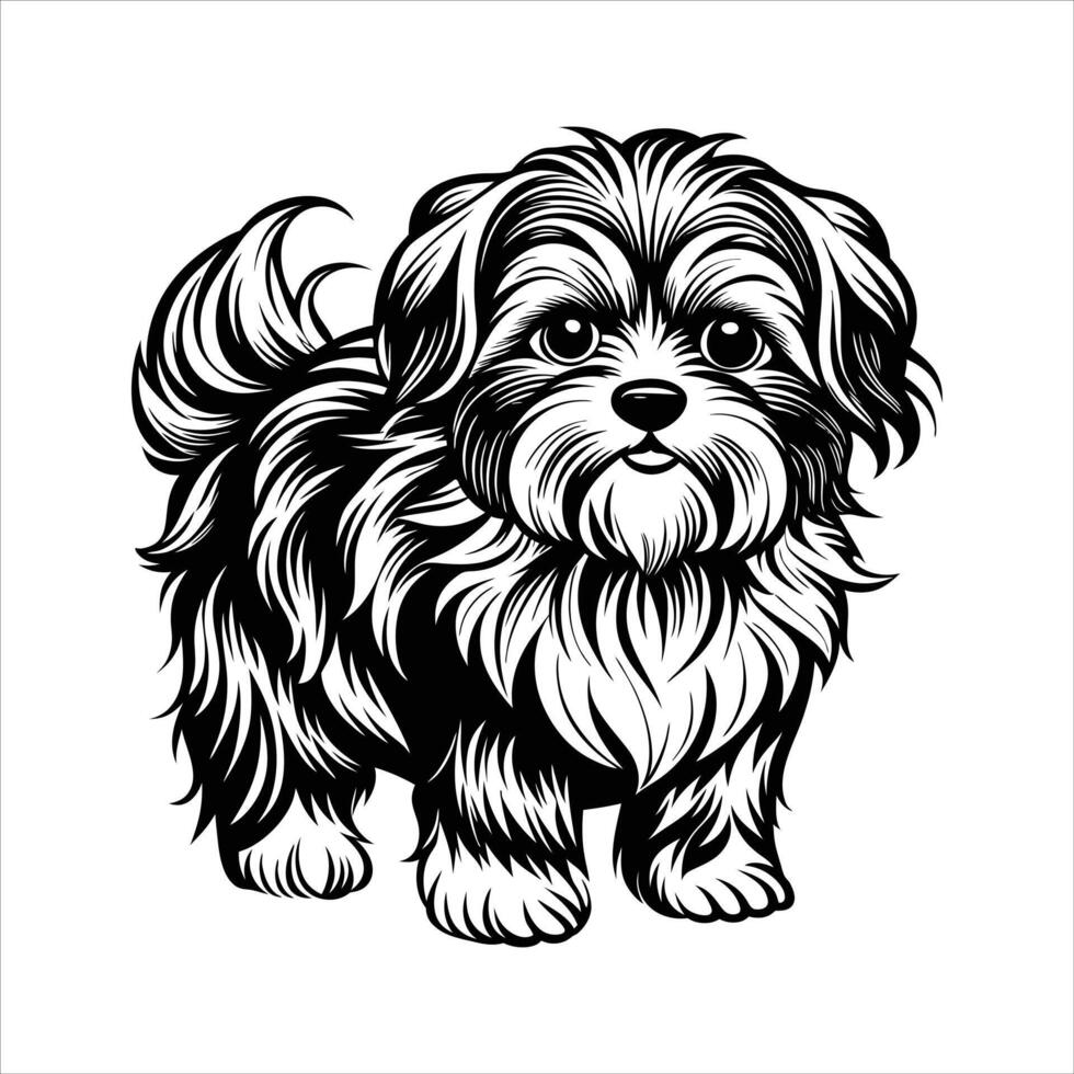 Shih Tzu Dog Illustration vector