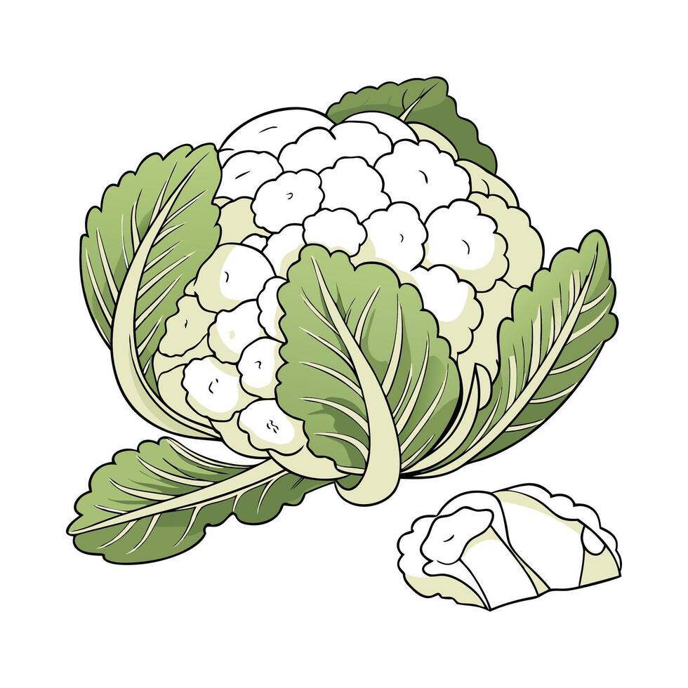 Fresh cauliflower with leaves on white background. Realistic vegetable illustration for food magazine vector