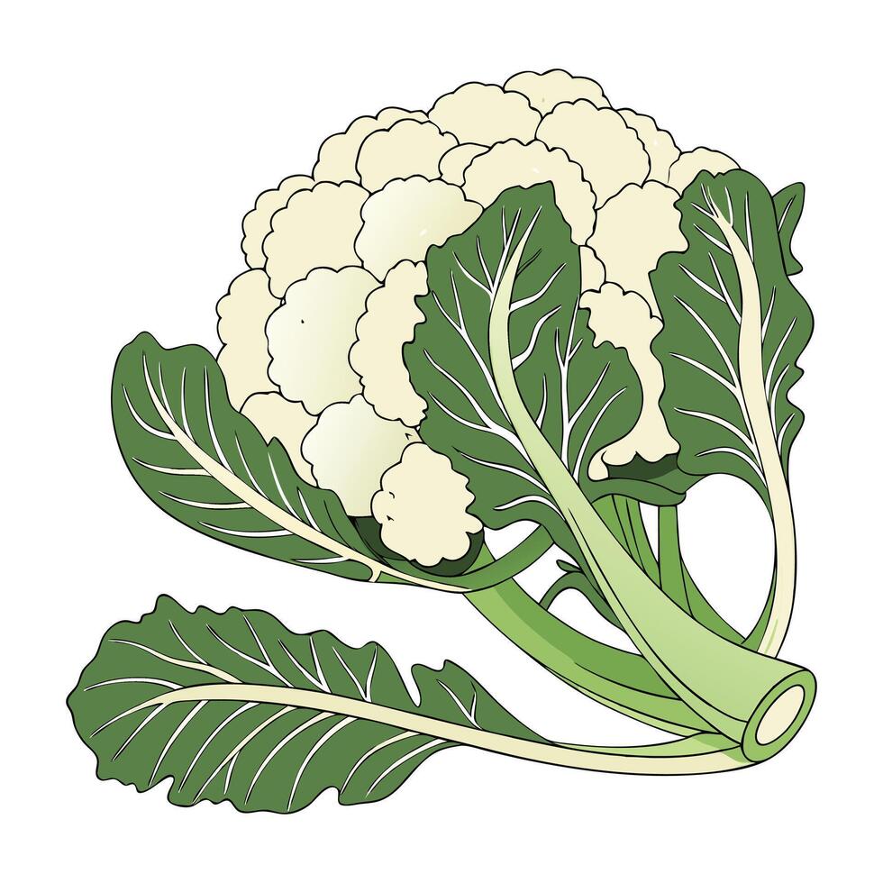 Cauliflower isolated. Cauliflower on the white background. vector