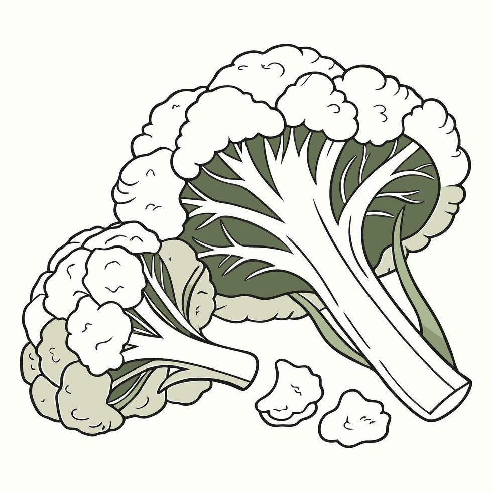 A drawing of a cauliflower with a green stem vector