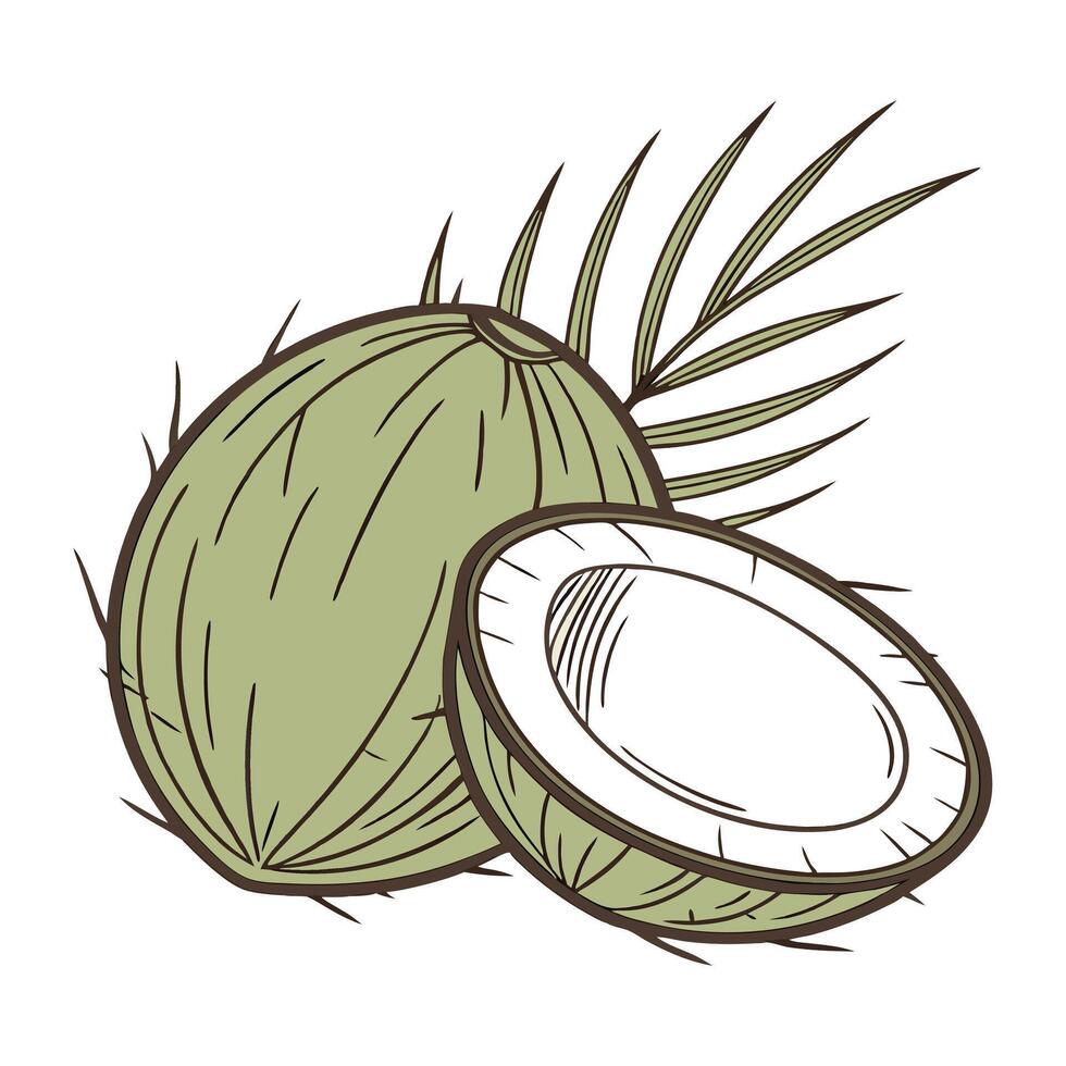 cute green coconut illustration vector