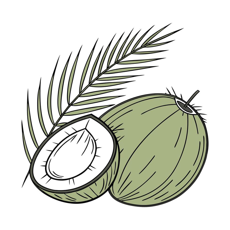 Coconut and palm leaf illustration vector