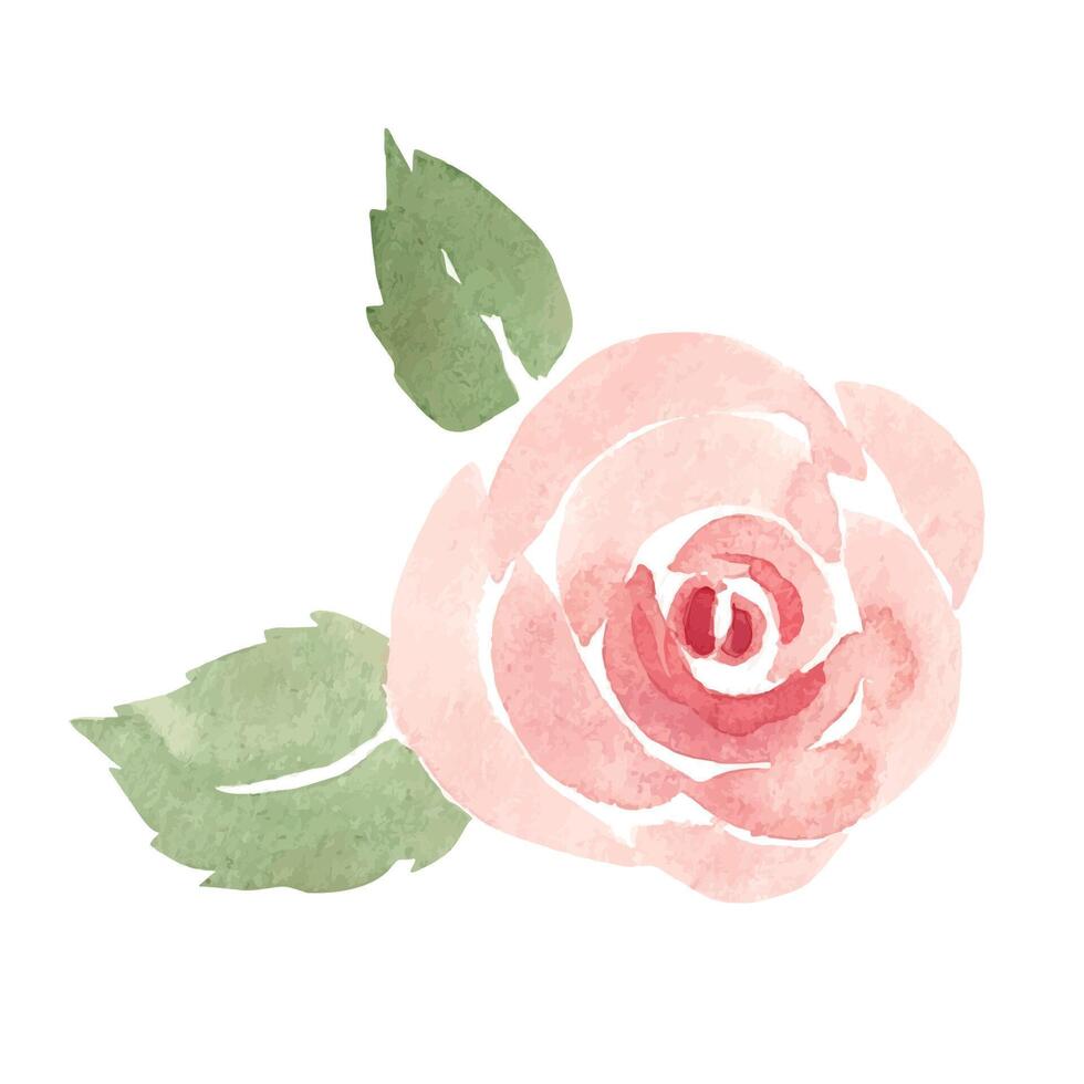 Pink Rose with Leaves in Simple style. Watercolor abstract Hand painted Floral illustration isolated on a white background. Flower design element for greeting, Valentine cards or wedding invitations. vector