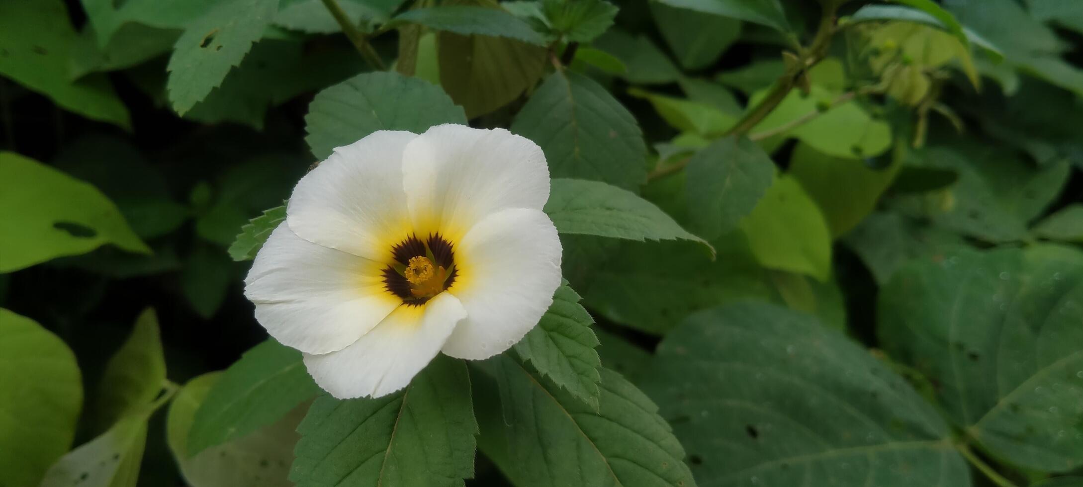 Close-up of a Turnera subulata flower in full bloom, showing bright white petals with a subtle gradient towards a yellow and black or dark brown center photo