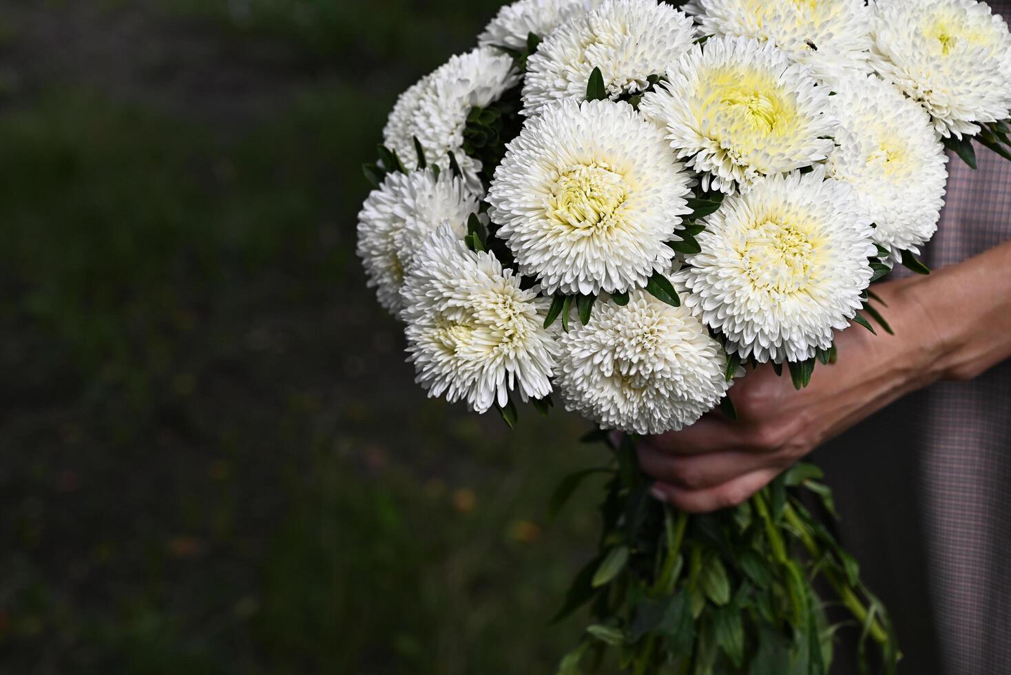 a bouquet of white asters in the hands of a woman photo