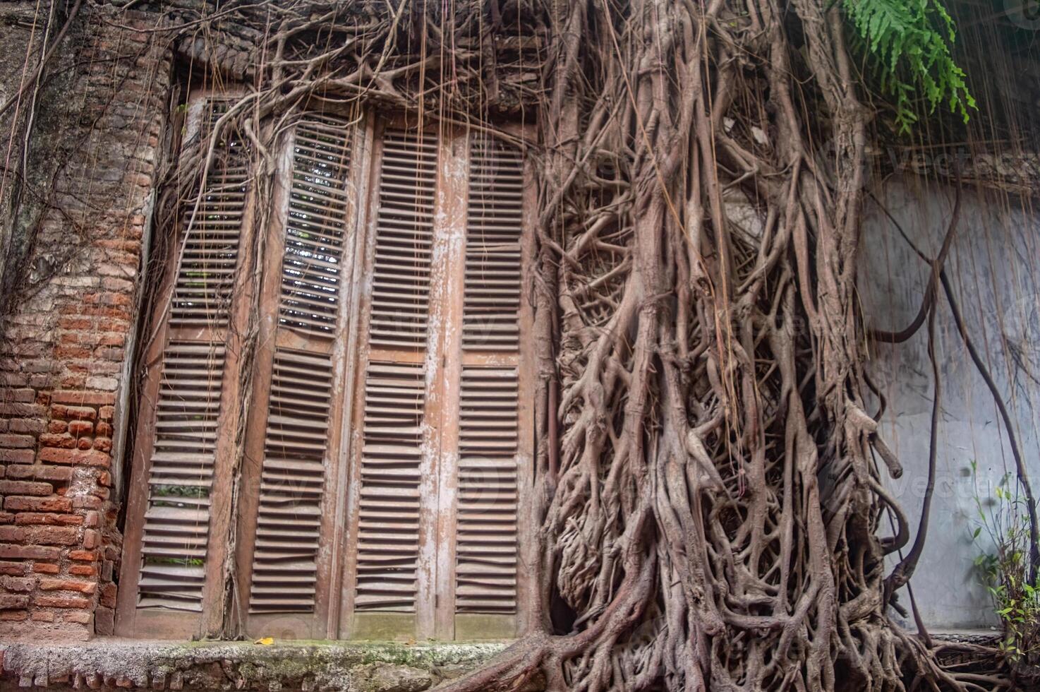 An old wooden window with shutters is overtaken by thick, sprawling tree roots, creating a striking blend of nature and decay photo
