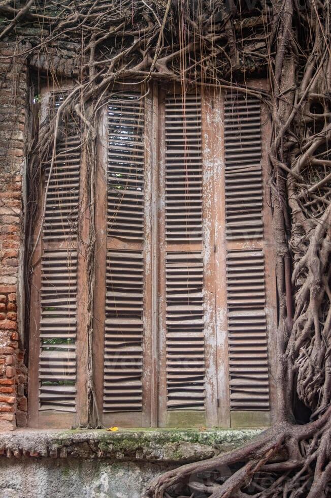 An old wooden window with shutters is enveloped by thick, twisting tree roots, creating a striking blend of nature and decay photo