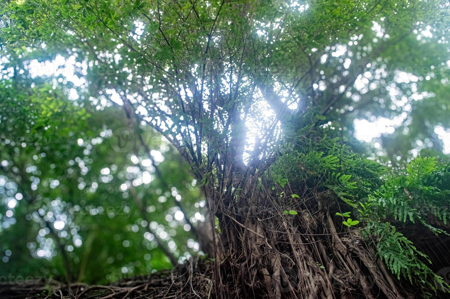 A majestic tree with lush green leaves and sunlight filtering through the branches, creating a serene and vibrant natural scene photo