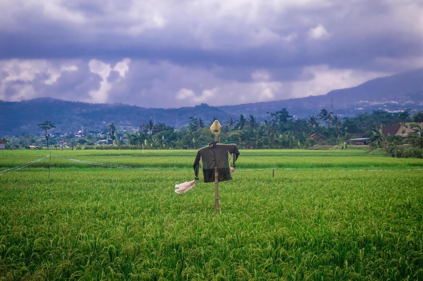 A scarecrow stands in a lush green rice field with a backdrop of mountains and cloudy skies, creating a serene agricultural scene. Perfect for themes related to farming, nature, and rural landscapes photo