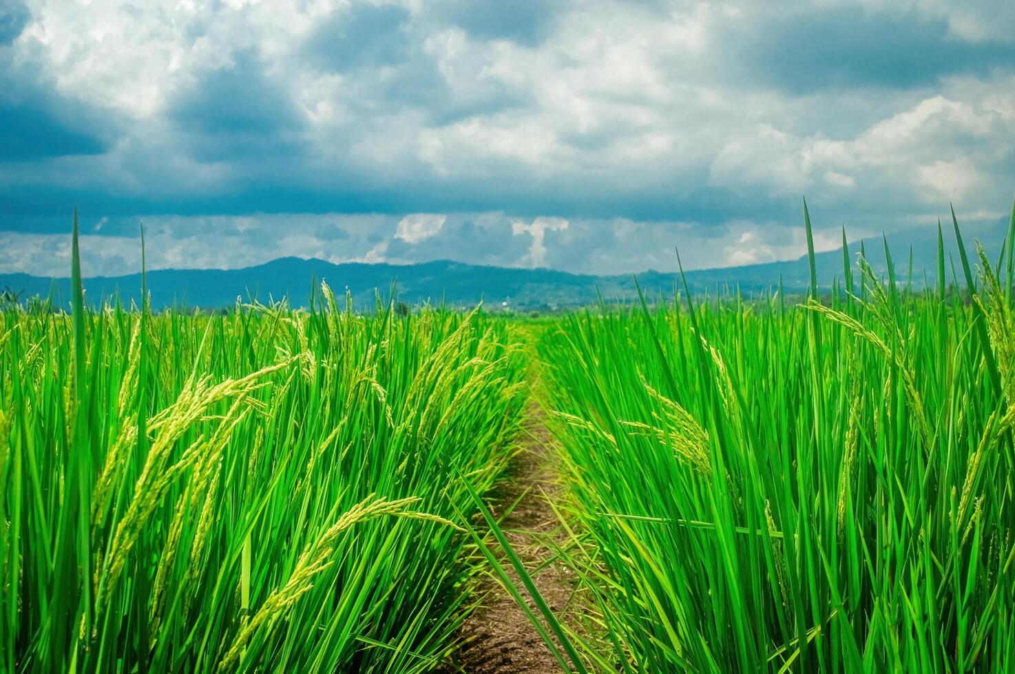 Scenic view of a lush green rice field with a clear path leading through it, set against a backdrop of mountains and a cloudy sky. Perfect for agricultural and nature themed projects photo