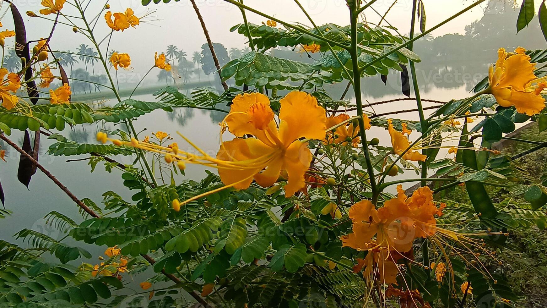 Natural Peacock Flower or Caesalpinia pulcherrima Photography photo