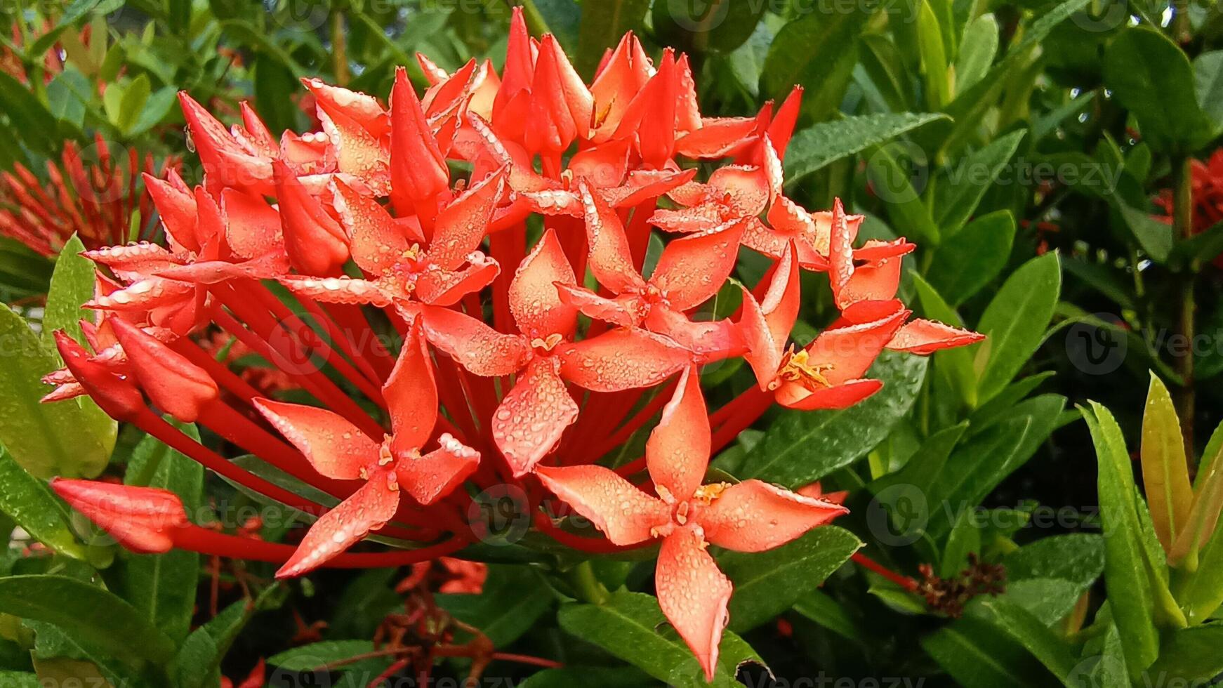 Natural Chinese ixora flower Photo, Red Flower With Dew View photo