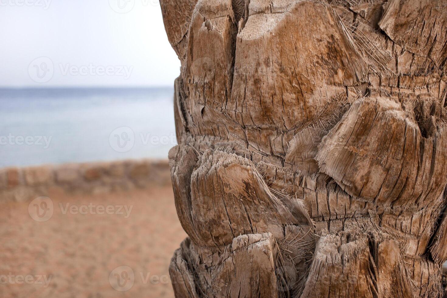 detail of the trunk of a palm tree against the background of the Red Sea in Egypt. photo