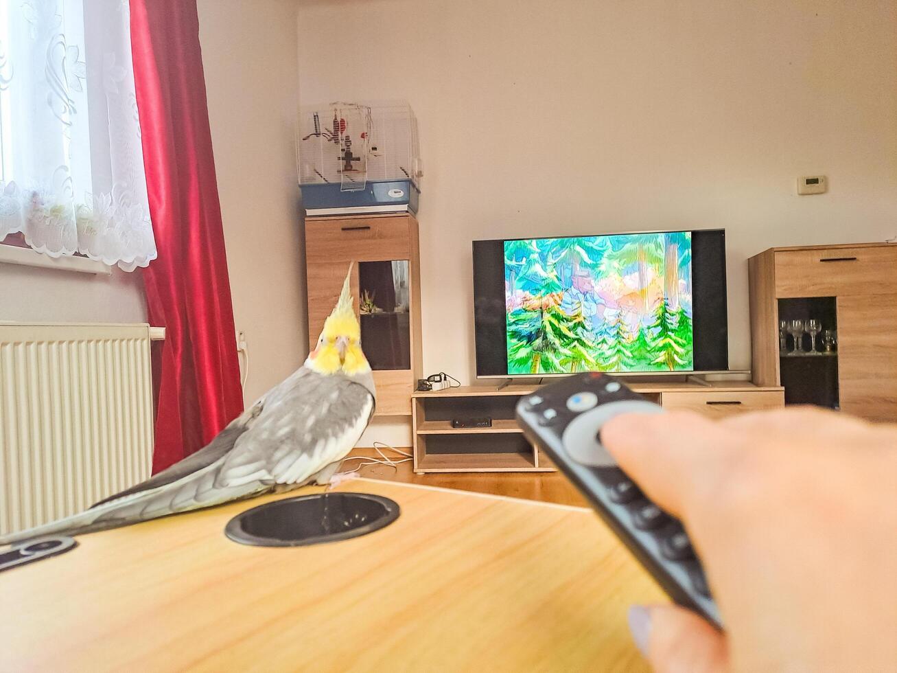 Prague- Czech- 21 November 2024. woman watching Smart TV and using remote control with pet cockatiel bird photo
