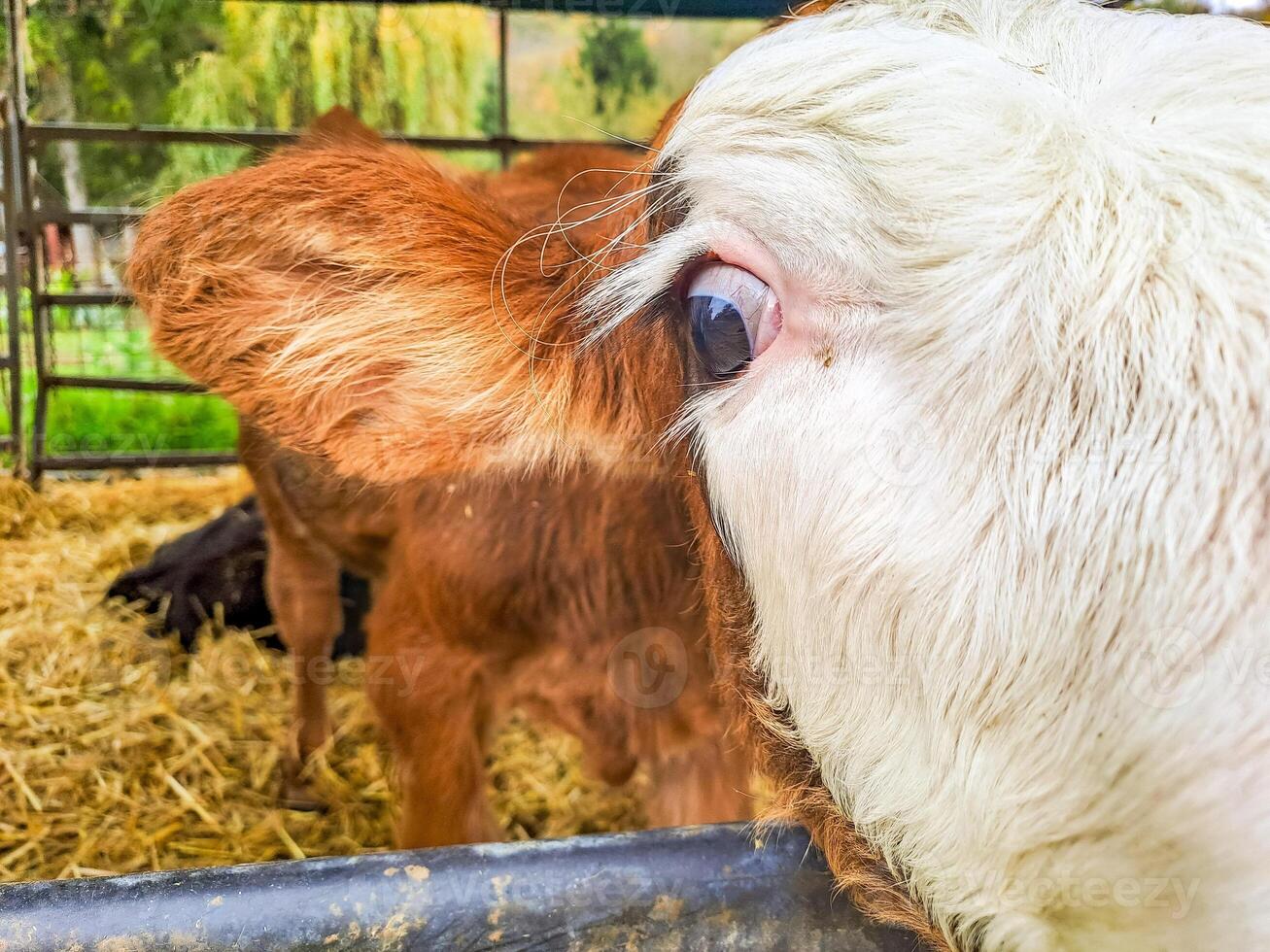 Calves in a cowshed on a dairy farm near the town of Karlstejn in the Czech. photo