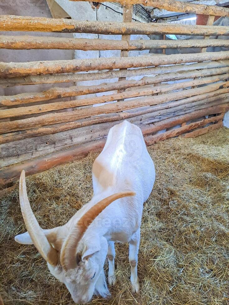 portrait of a single white young goat standing in a stall and looking into frame photo