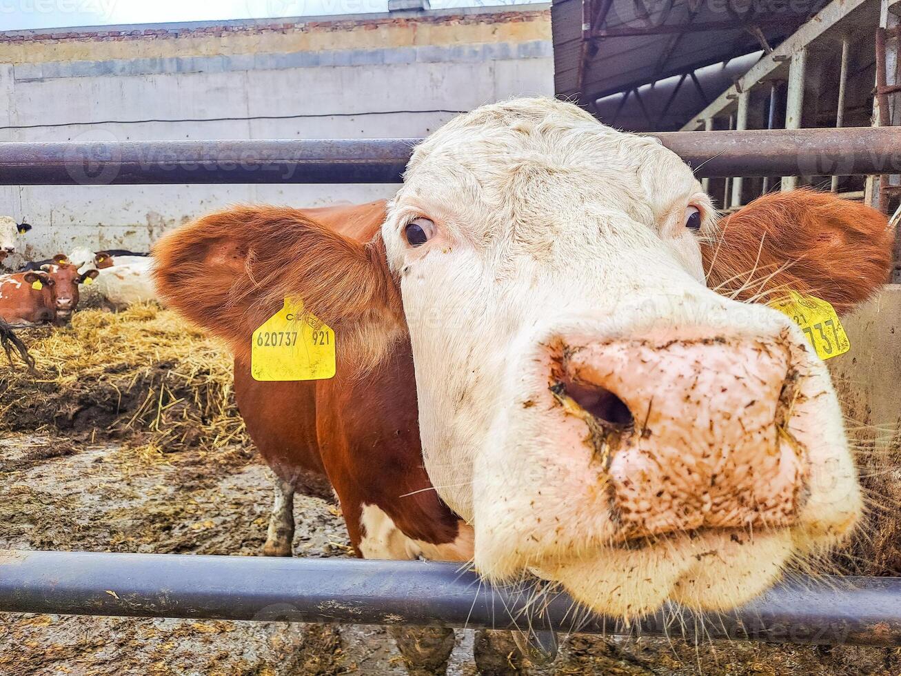 Cows in a barn on a dairy farm near the town of Karlstejn in the Czech Republic. photo